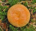 Lactarius_salmonicolor_cz8052