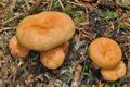 Lactarius_salmonicolor_cz8062