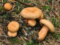 Lactarius_salmonicolor_cz8064