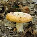 Lactarius_scrobiculatus_bh8062