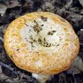 Lactarius_scrobiculatus_bh8064