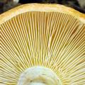Lactarius_scrobiculatus_bh8075