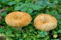 Lactarius_scrobiculatus_cr5382s