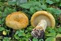 Lactarius_scrobiculatus_cr5392