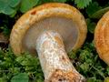 Lactarius_scrobiculatus_cr5397s