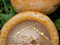 Lactarius_scrobiculatus_cr5411s