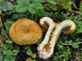 Lactarius_scrobiculatus_cr5419