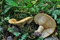 Lactarius_scrobiculatus_jd4987