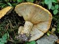 Lactarius_scrobiculatus_jd4990