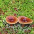 Lactarius_sphagneti_aj3105