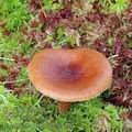 Lactarius_sphagneti_aj3120