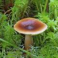 Lactarius_sphagneti_aj3129