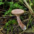 Lactarius_spinulosus_bi4980