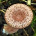 Lactarius_spinulosus_bi4983