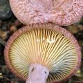 Lactarius_spinulosus_bi4999