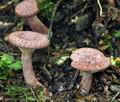 Lactarius_spinulosus_bi5002