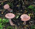 Lactarius_spinulosus_bi5008