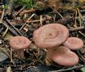 Lactarius_spinulosus_bi5023