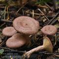 Lactarius_spinulosus_bi5024