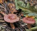 Lactarius_spinulosus_bi5030