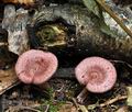 Lactarius_spinulosus_bi5032