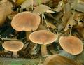 Lactarius_subdulcis_ac4477