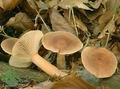 Lactarius_subdulcis_ac4480