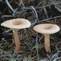 Lactarius_subdulcis_ai8194