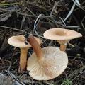 Lactarius_subdulcis_ai8199