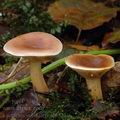 Lactarius_subdulcis_al9521