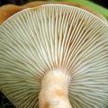 Lactarius_subdulcis_al9527