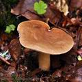 Lactarius_subdulcis_bh7509