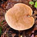 Lactarius_subdulcis_bh7515