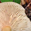 Lactarius_subdulcis_bh7517