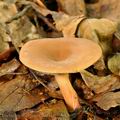 Lactarius_subdulcis_bi0410