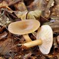 Lactarius_subdulcis_bi0412