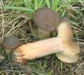 Lactarius_subumbonatus_ac8400