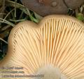 Lactarius_subumbonatus_ac8405