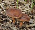 Lactarius_subumbonatus_bm2719