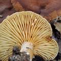 Lactarius_subumbonatus_bm2722