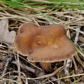 Lactarius_subumbonatus_bm2732