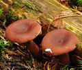 Lactarius_tabidus_bi1047