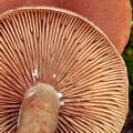 Lactarius_tabidus_bi1064