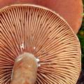 Lactarius_tabidus_bi1064