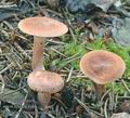 Lactarius_theiogalus_ac8052