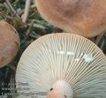 Lactarius_theiogalus_ac8061