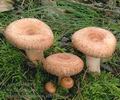 Lactarius_torminosus_af8959