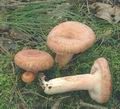 Lactarius_torminosus_af8961