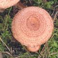 Lactarius_torminosus_af8968