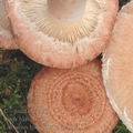 Lactarius_torminosus_af8974